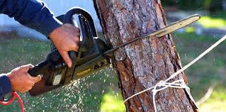 How Our Tree Care Process Works  in Buellton, CA